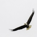 Bald Eagle at River Delta