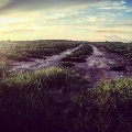 Robertsdale Field Before Sunset