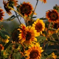 Silverhill Sunflowers