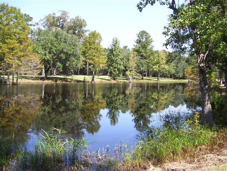 live-oak-pond-scaled