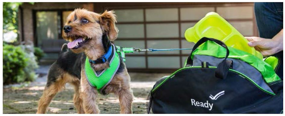Pet Shelter Pet Shelter