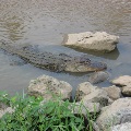 alligator eastern shore baldwin county