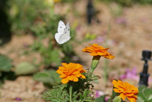 butterfly
