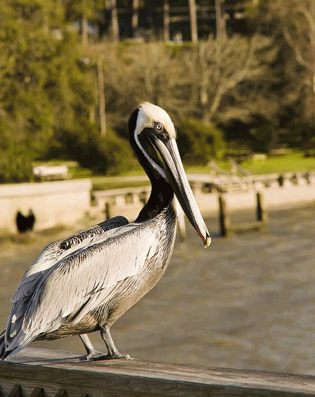 pelican