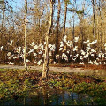 Photo of birds on the Davida Hastie nature trail
